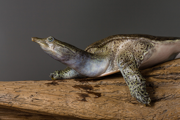 Spiny Soft Shell Turtle