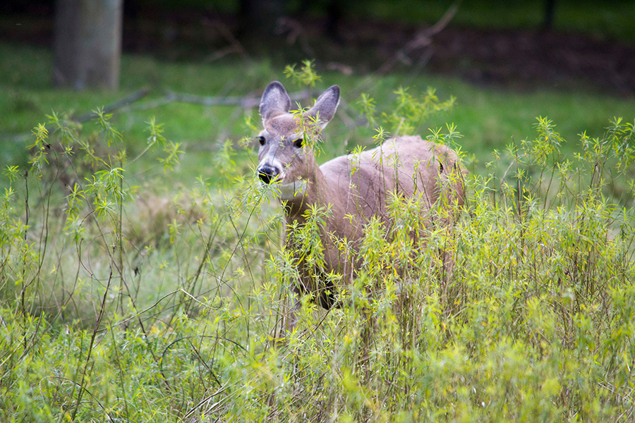 White tailed deer in the field