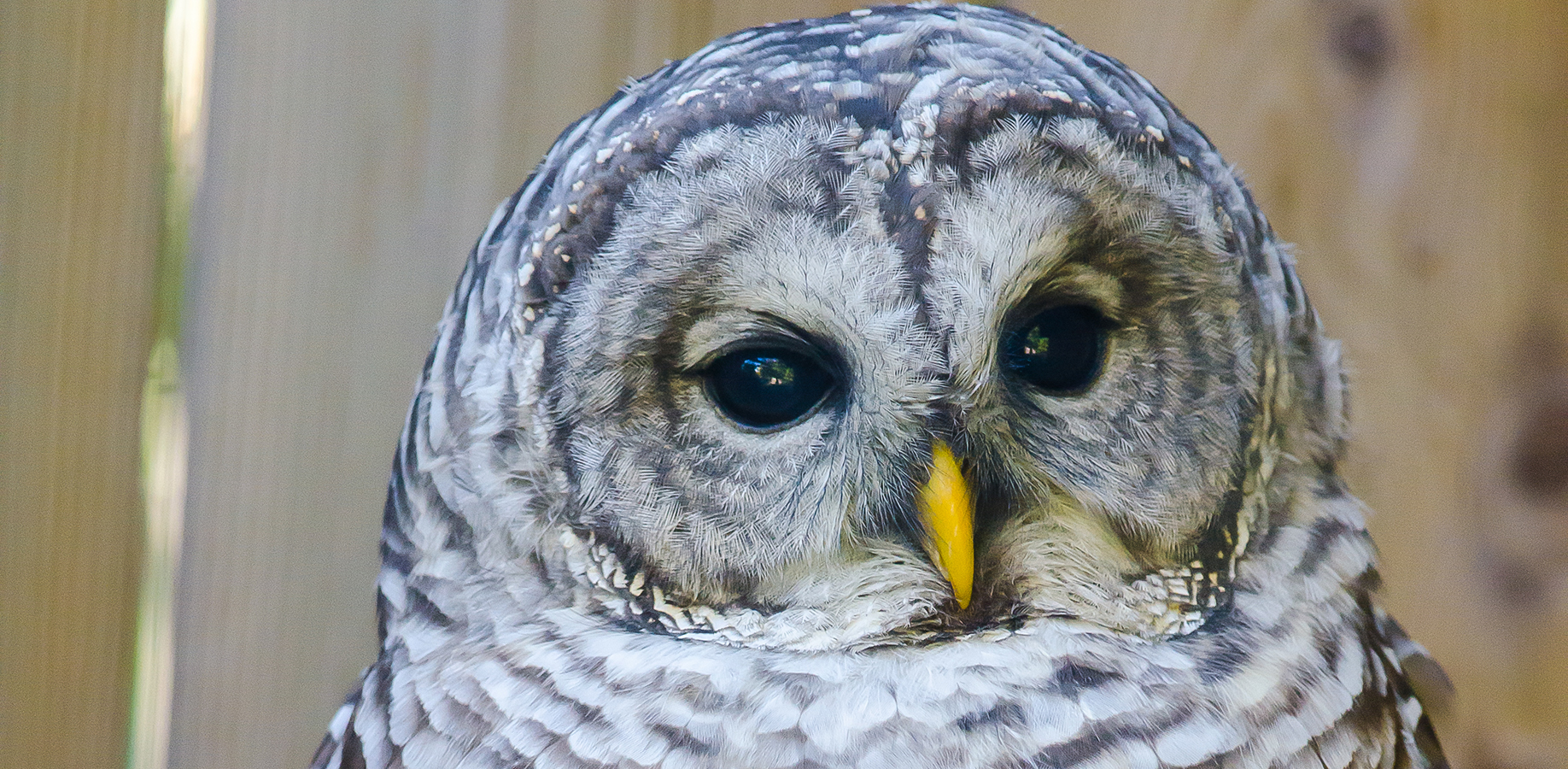 close-up of the Barred Owl