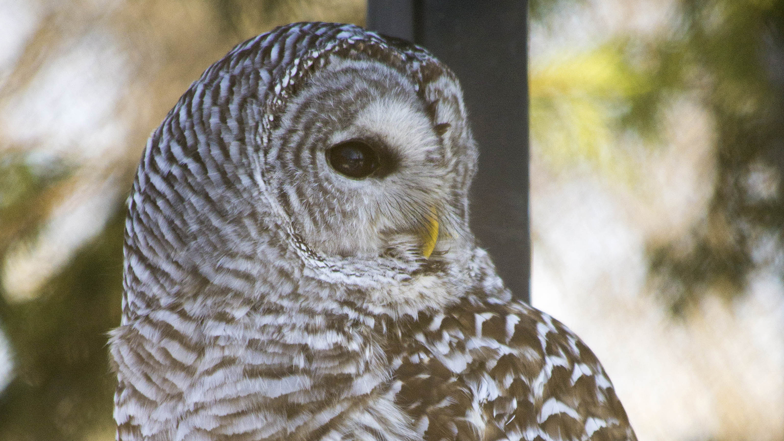 side profile of the Barred owl