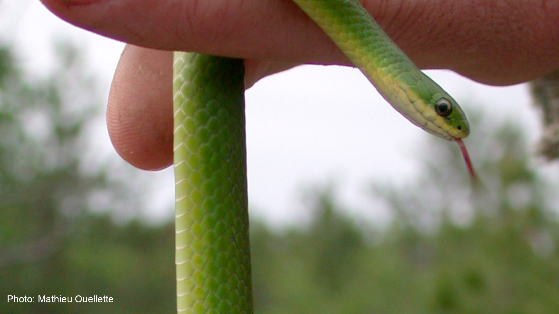 green snake adaptation