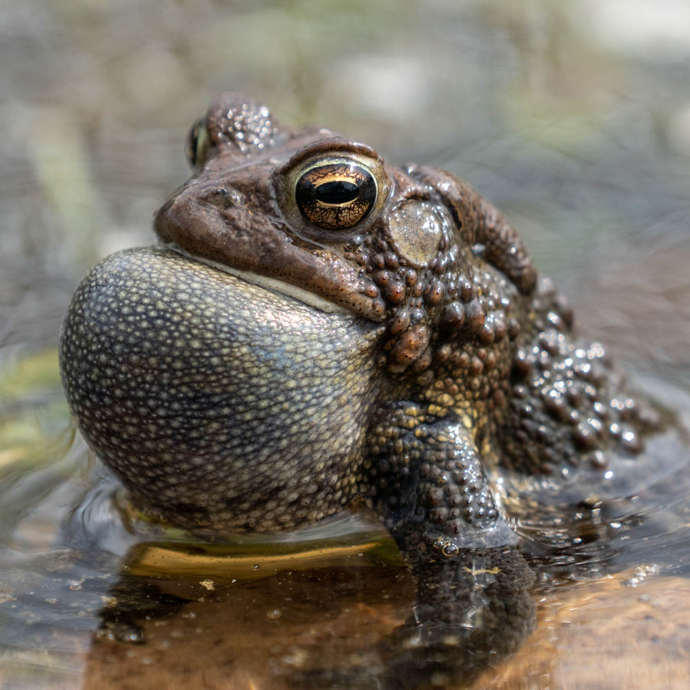 toad portrait