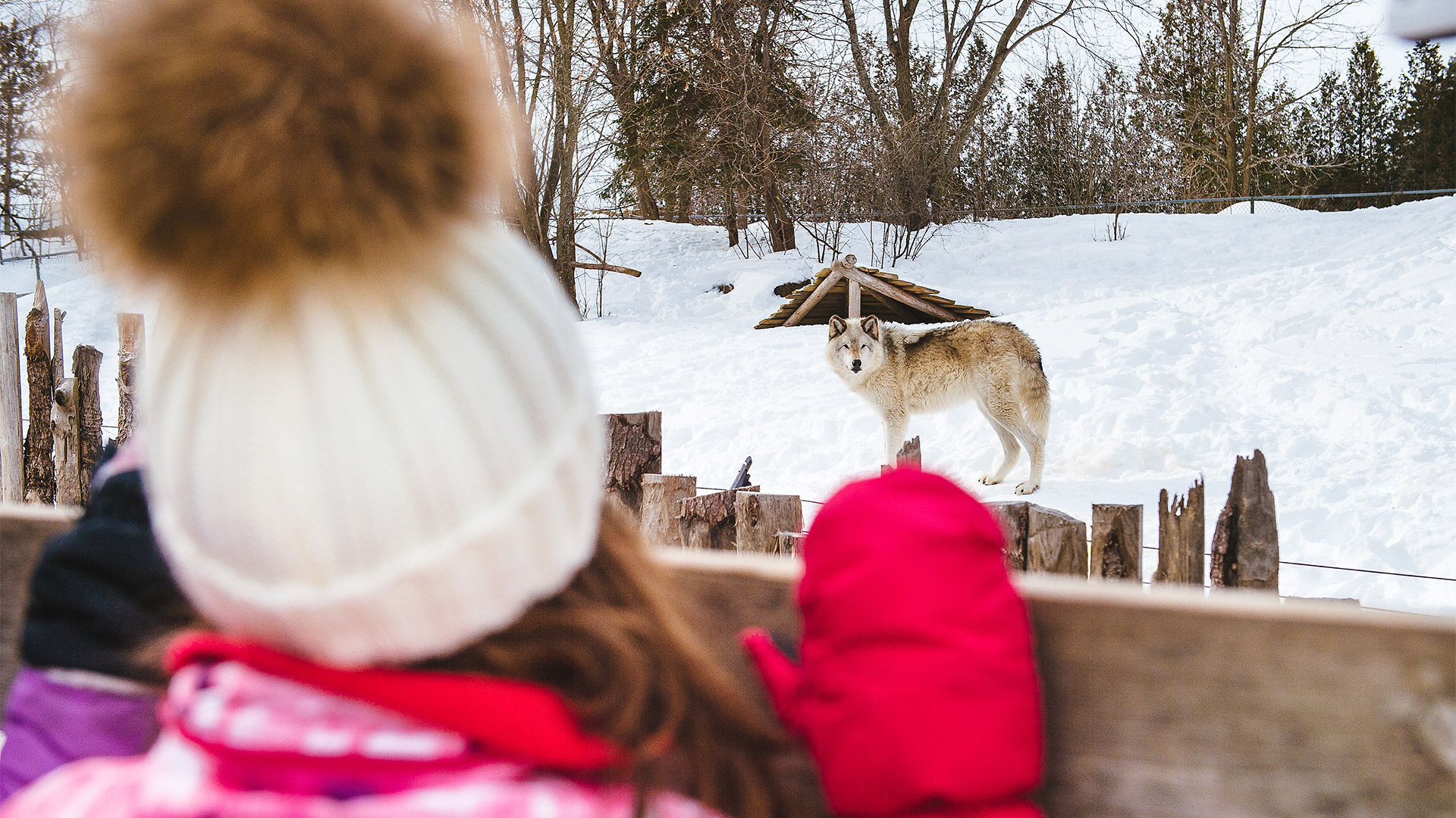 little girl looking at a wolf at the Ecomuseum Zoo