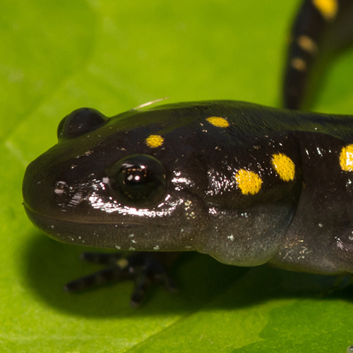 close up on a yellow spotted salamander