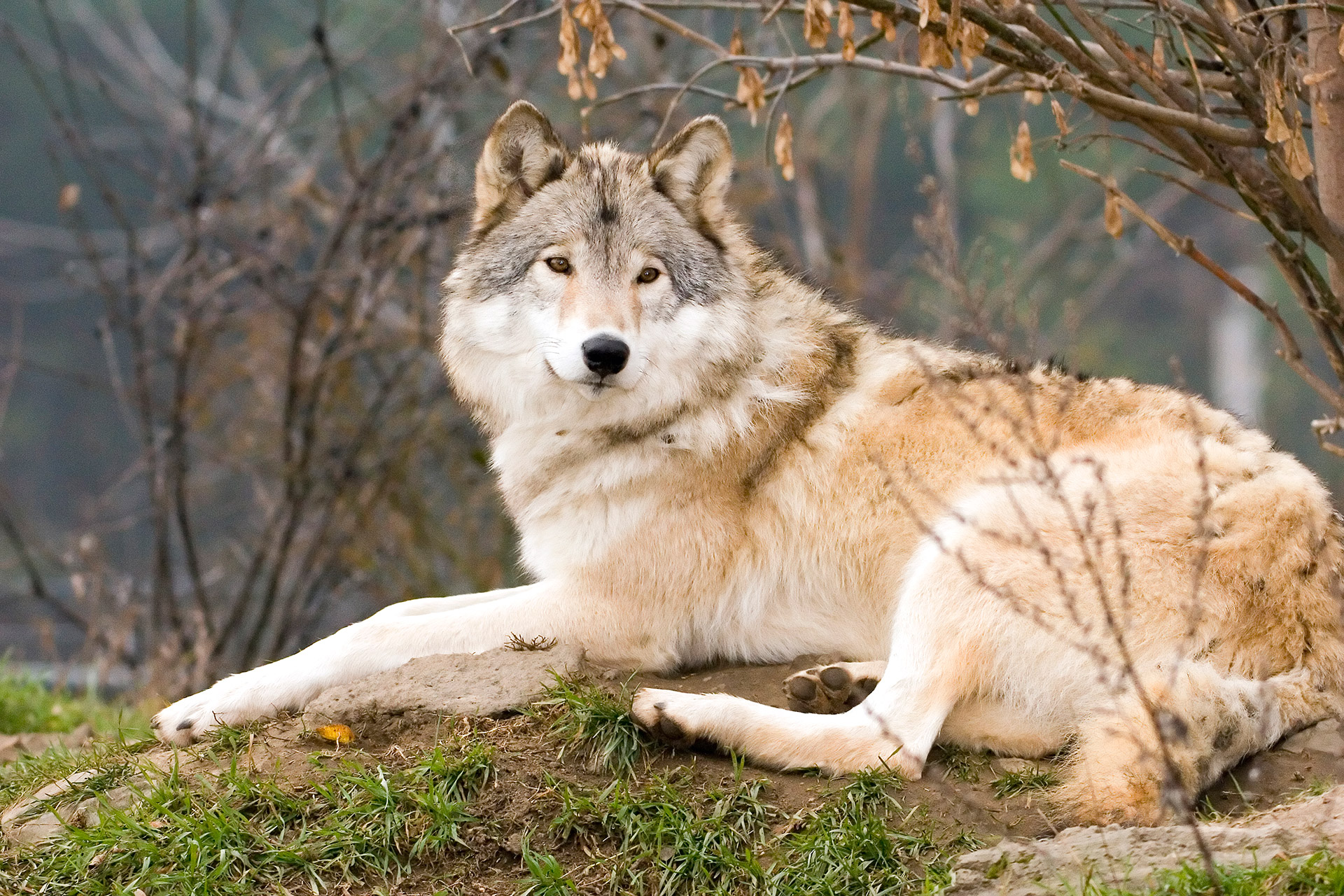 Loup gris allongé