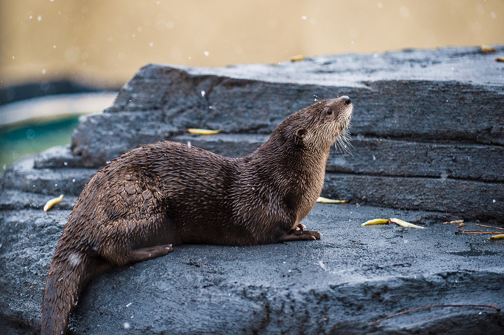 Loutre de rivière - Zoo Ecomuseum