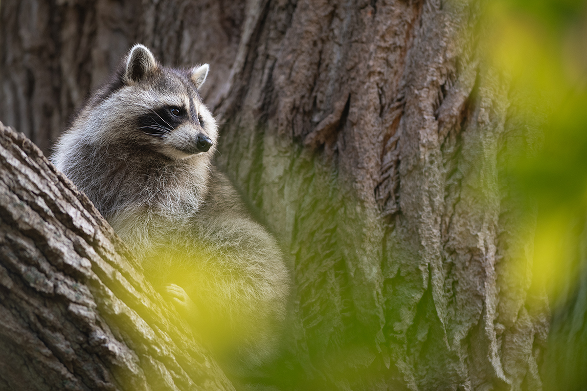 Raccoon