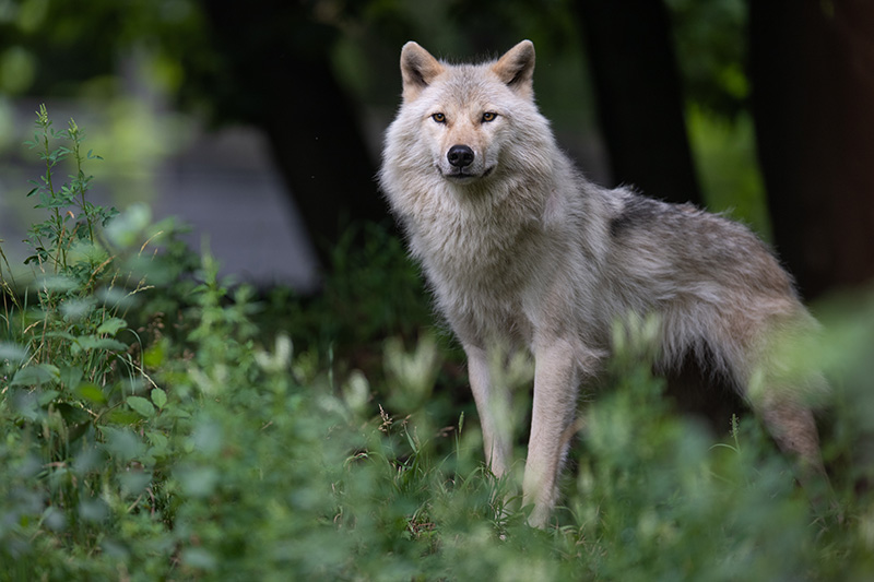 loup gris