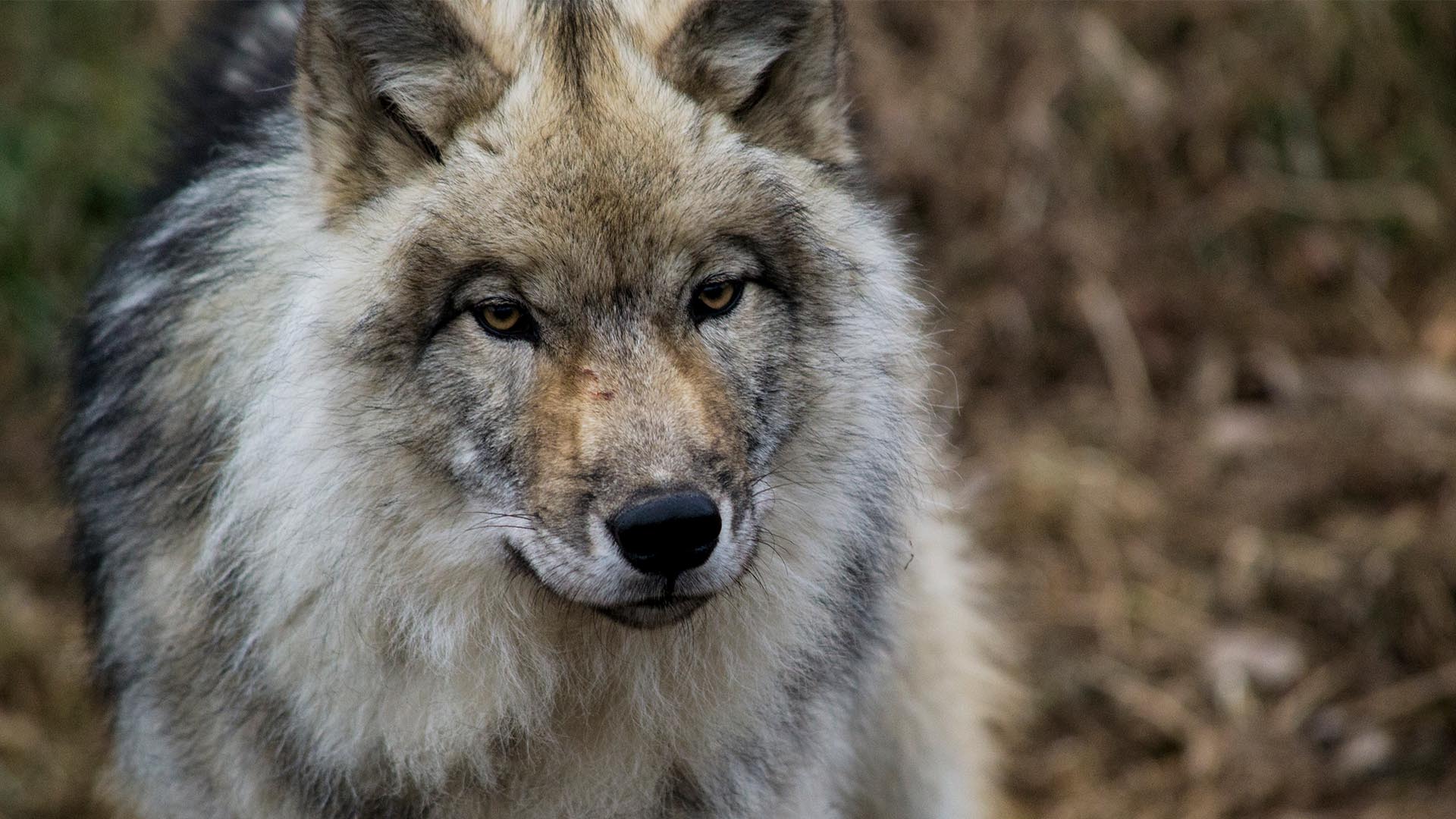 close up on grey wolf