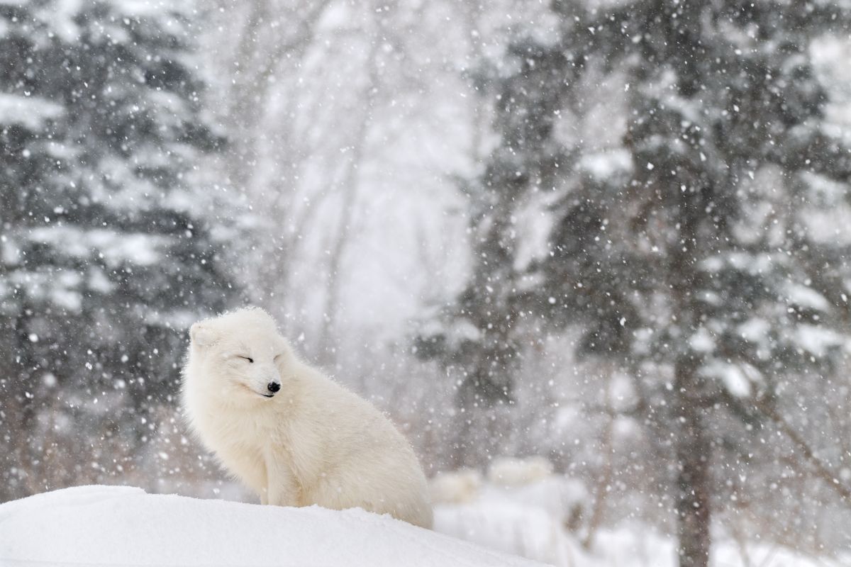 Un renard arctique