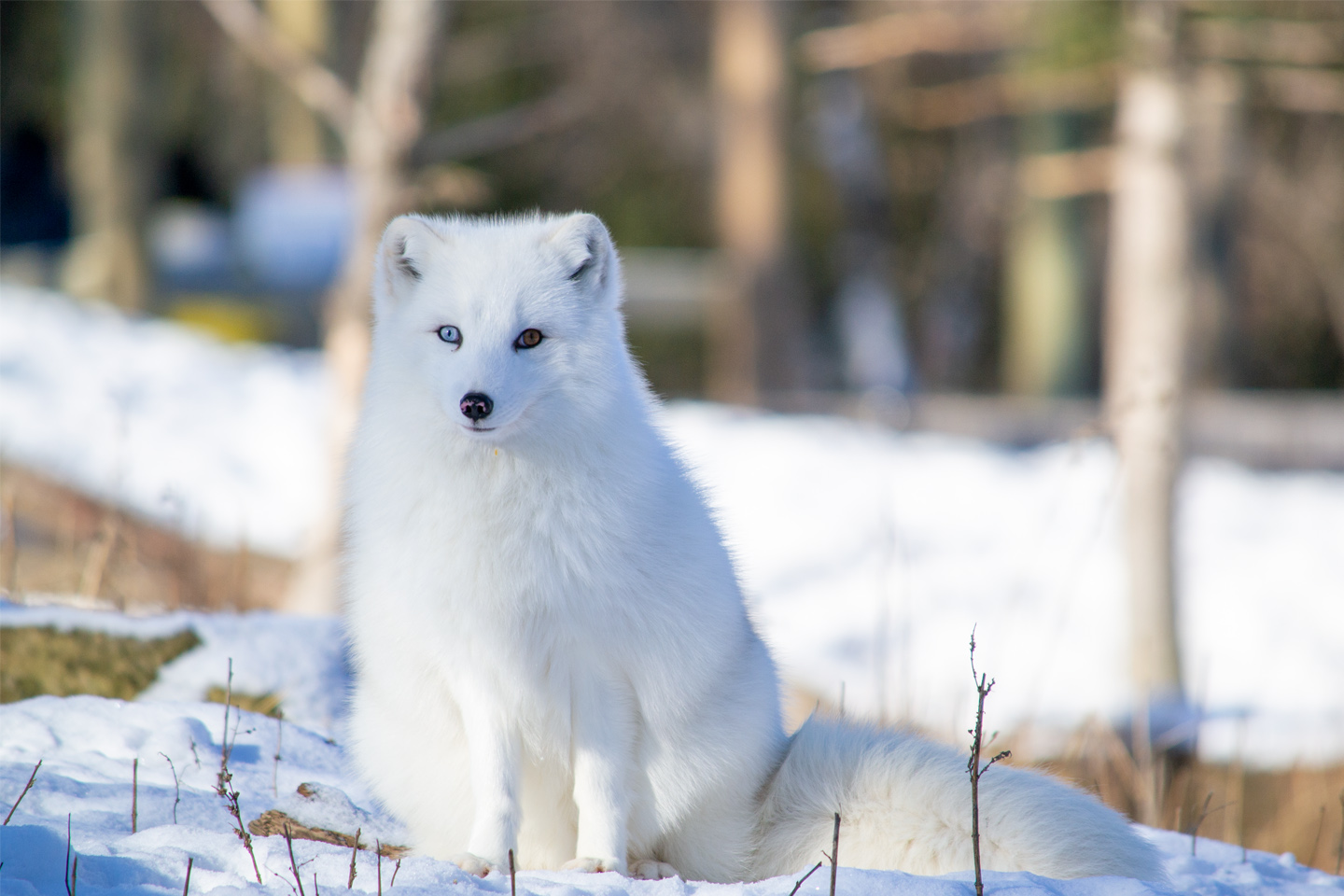 arctic fox