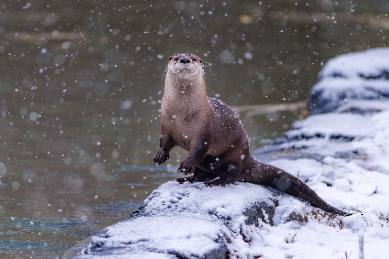 river otter