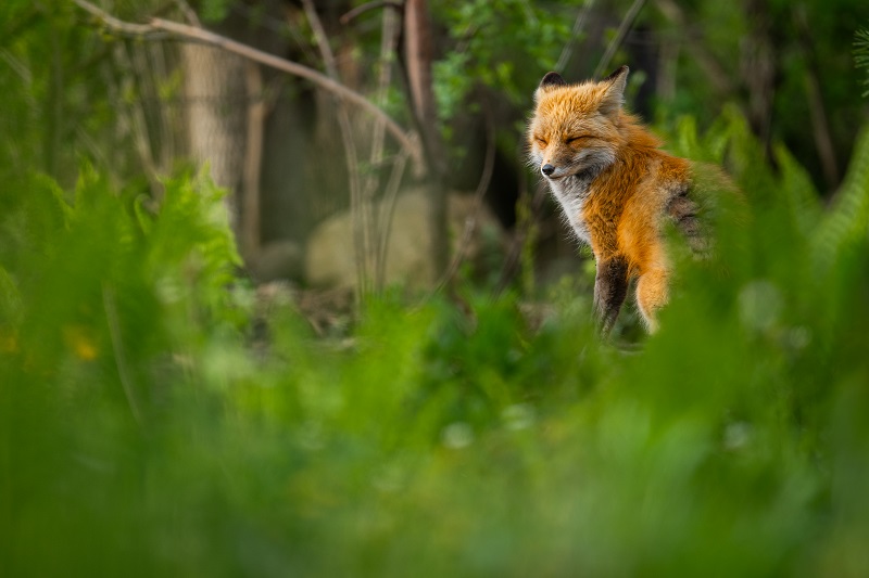 un renard roux