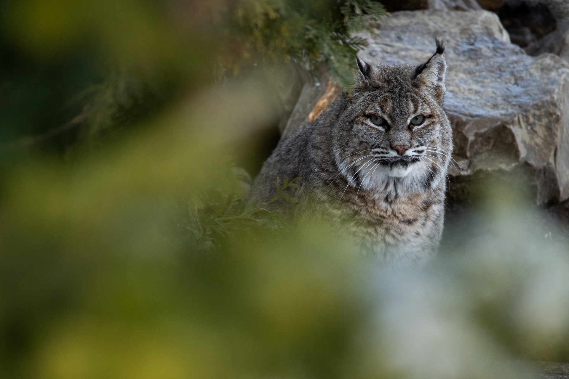 Bobcat