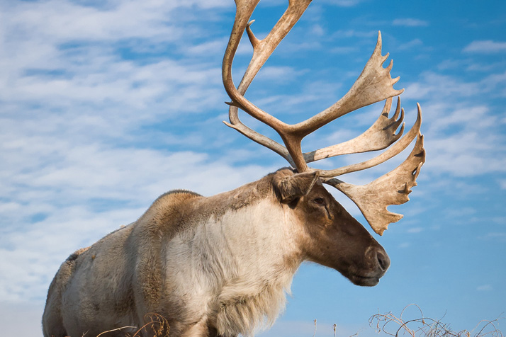 Woodland caribou