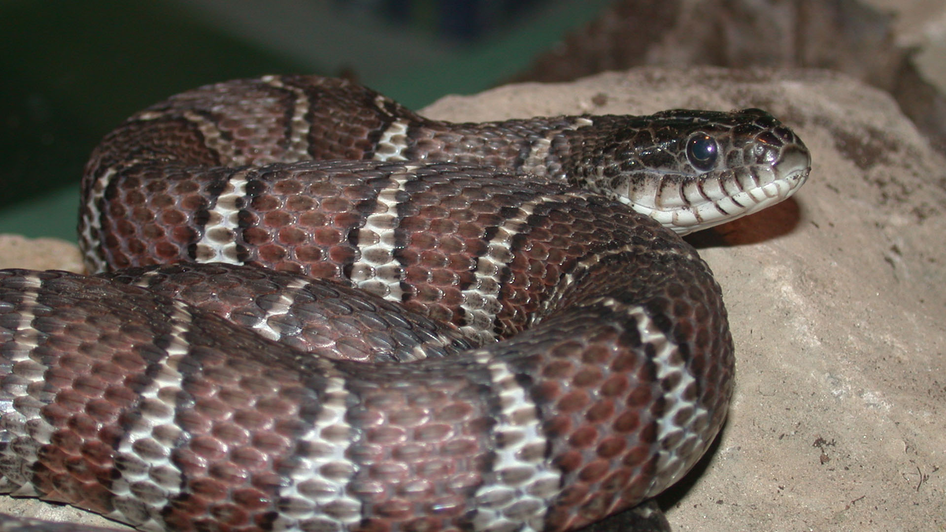 northern water snake