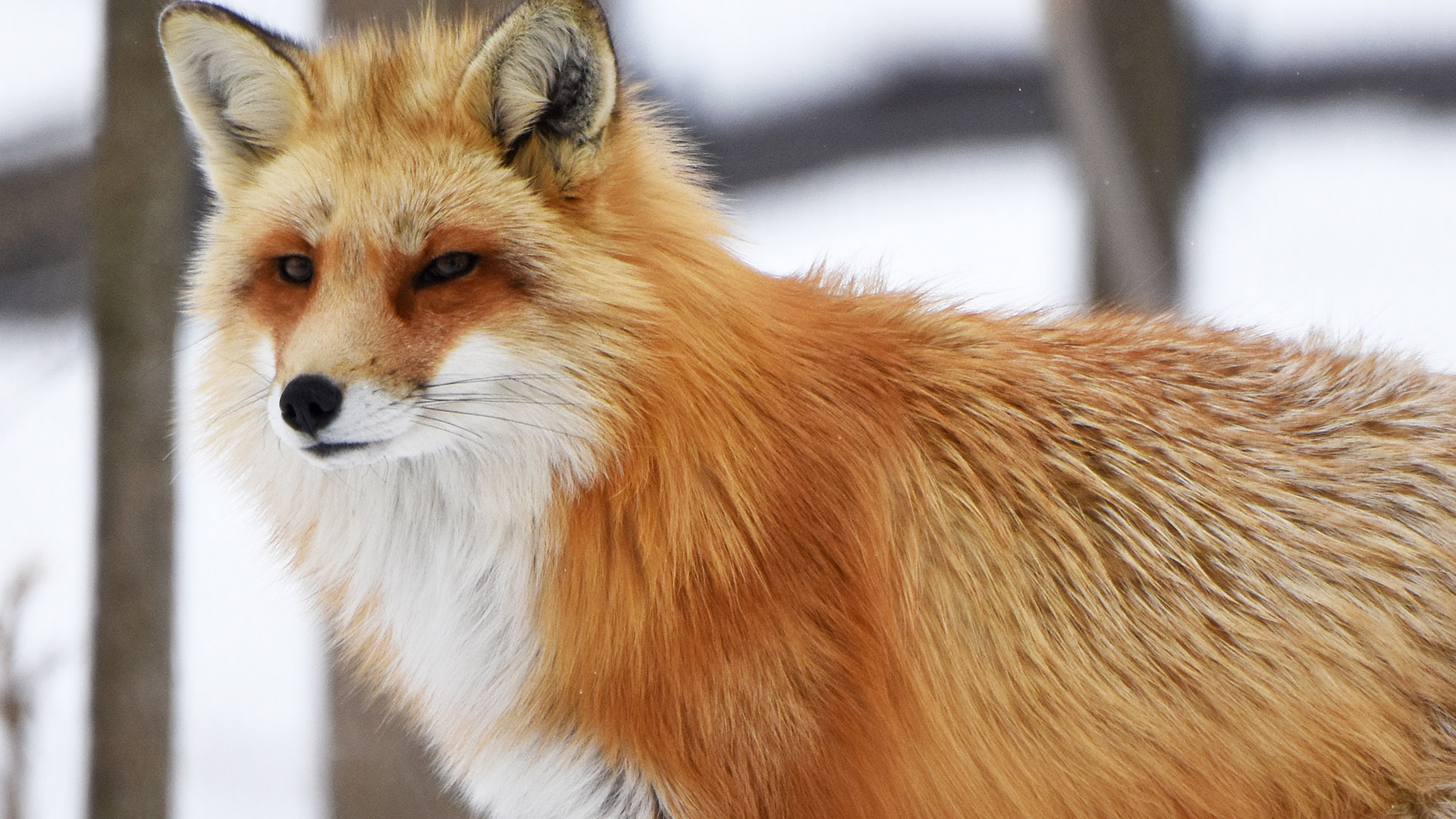 Red fox - Zoo Ecomuseum