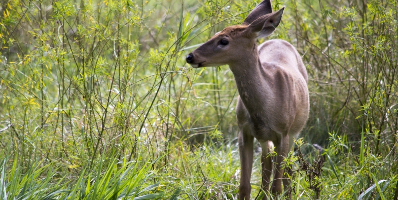 cerf de Virginie