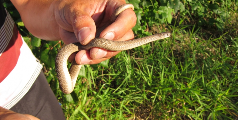 hand holding a Brown Snake