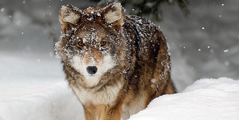 coyote dans la neige