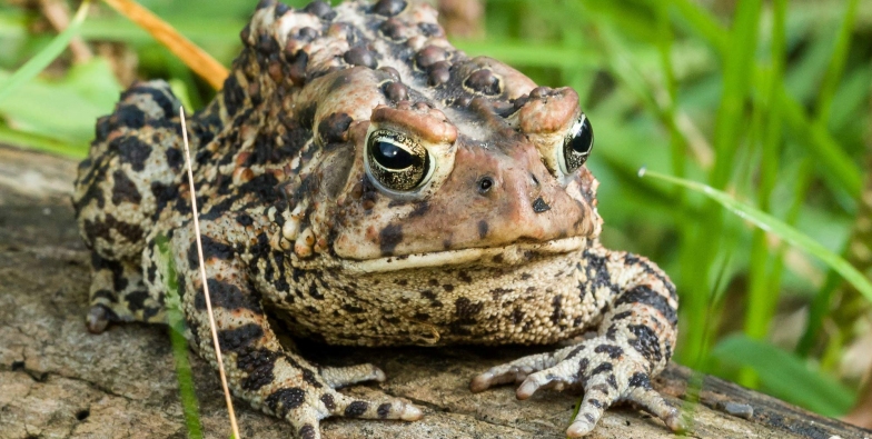 American toad