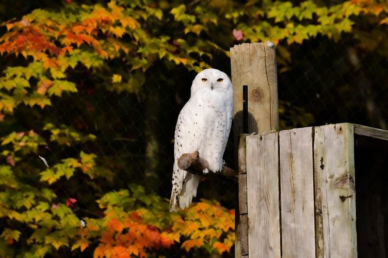 harfang des neiges