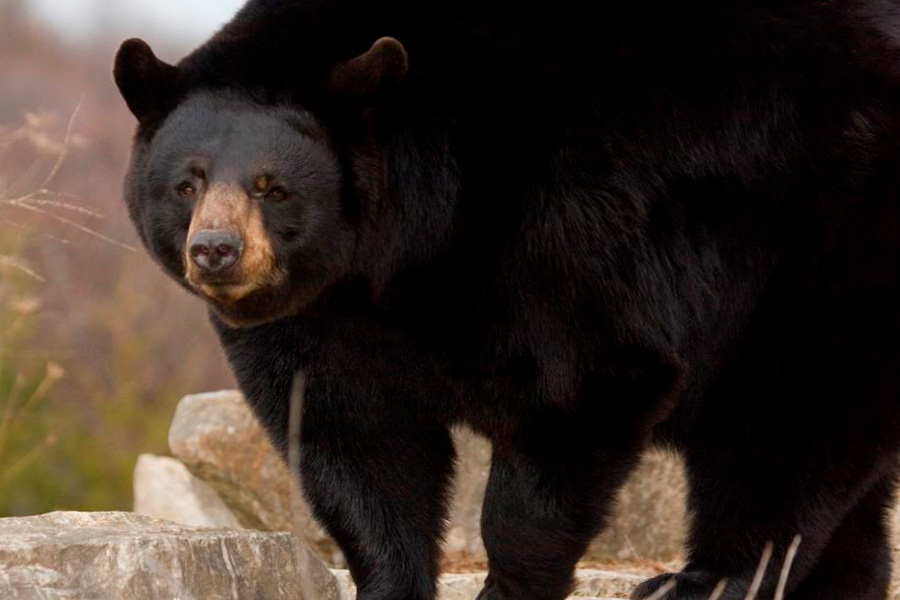 black bear