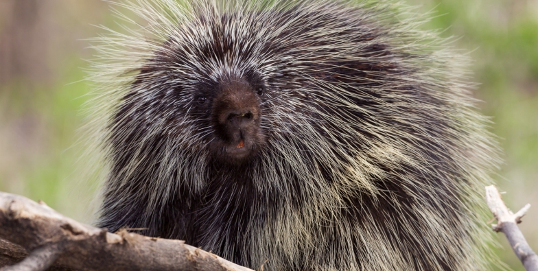 American porcupine