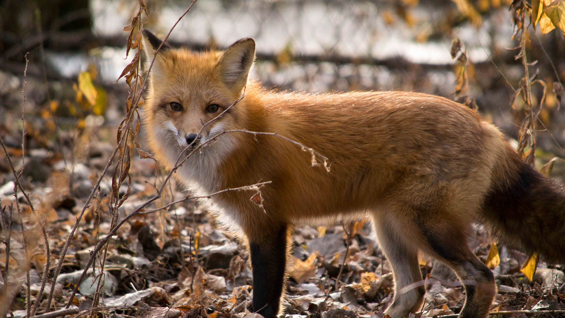 Timothea one of the Ecomuseum Zoo's Red Fox