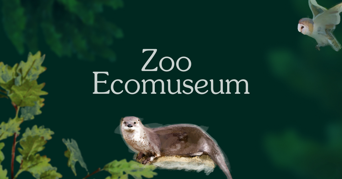 Conserver la rainette faux-grillon de l'Ouest - Zoo Ecomuseum