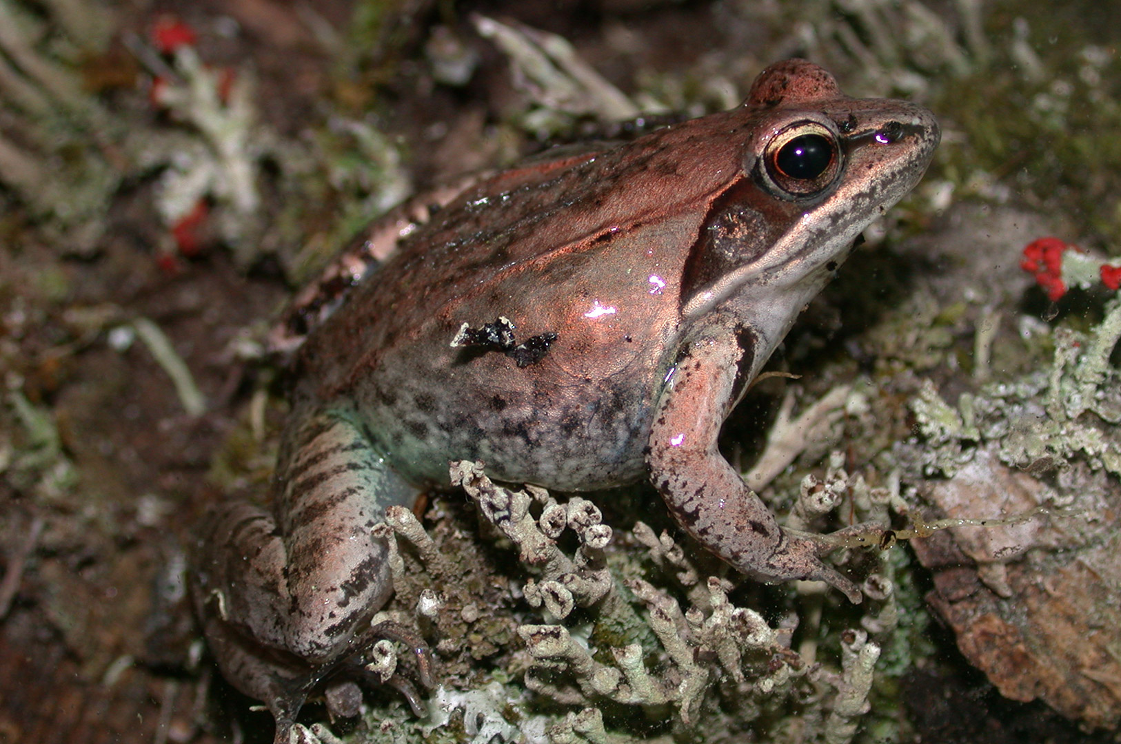 Grenouille des bois