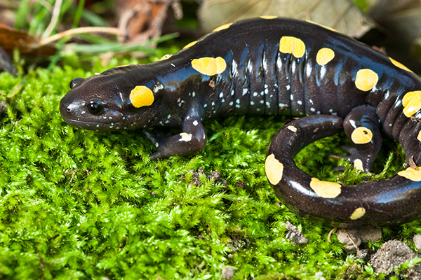 Yellow Spotted Salamander