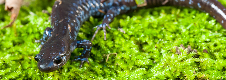 Salamandre à points bleus