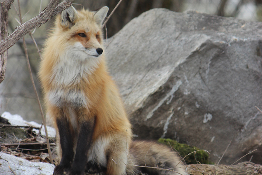 renard roux sur des rochers