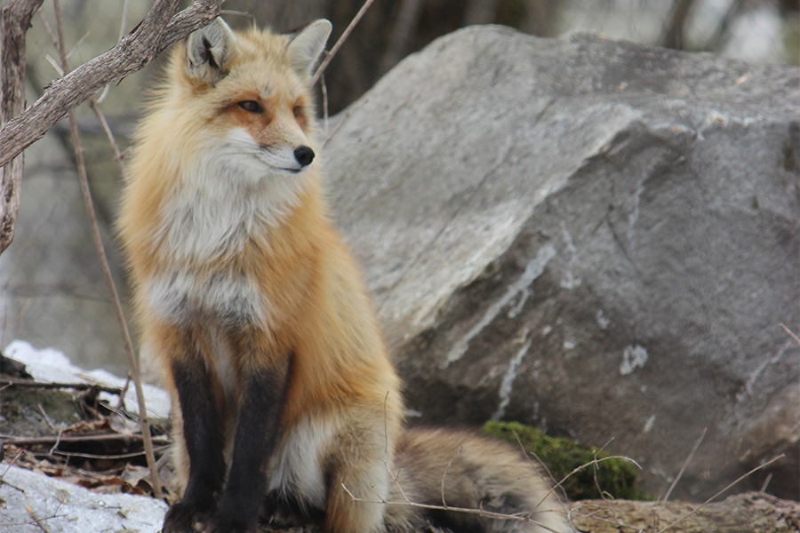 red fox sitting on a rock in the forest