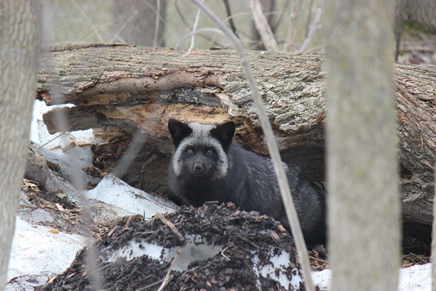 red fox with black fur in its lair