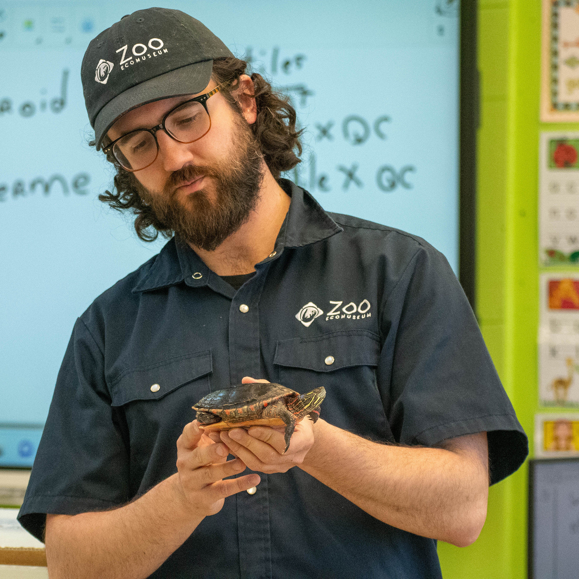 Zoologist holding a Painted Turtle