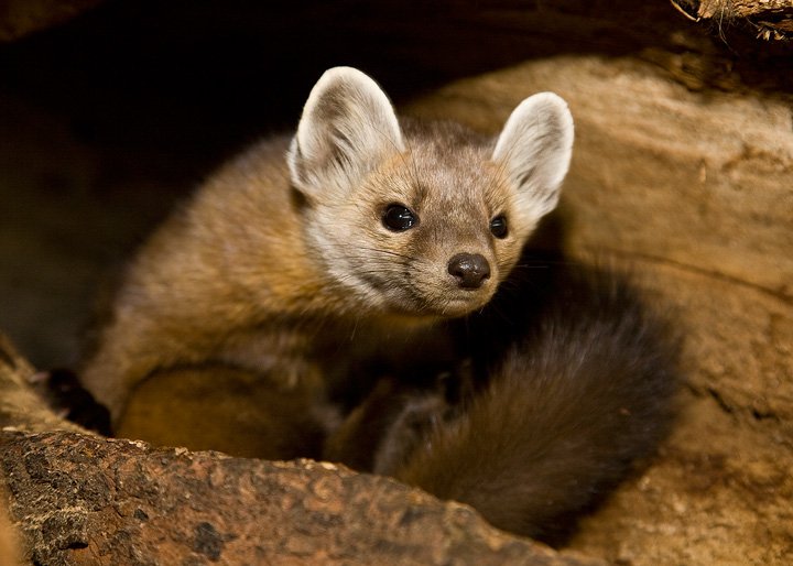 American marten