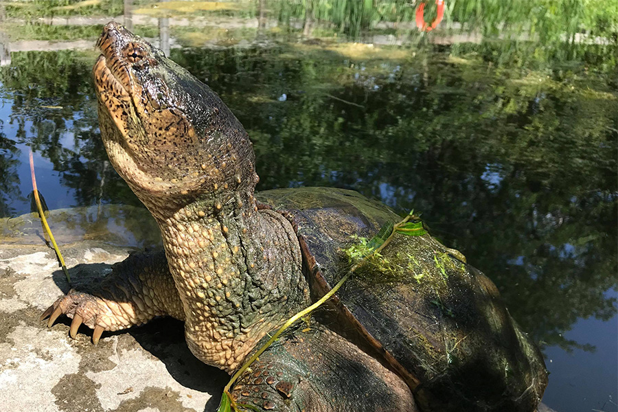 Snapping turtle