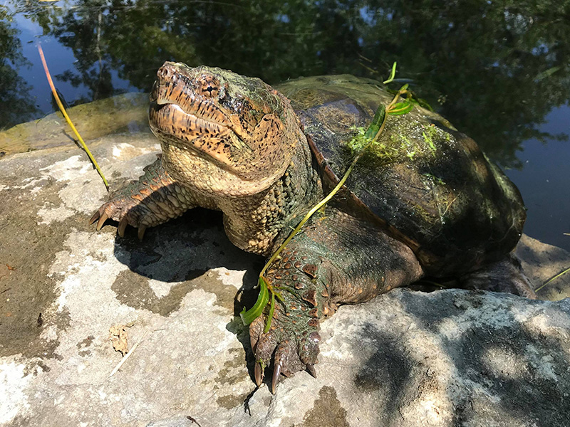 Tortue serpentine