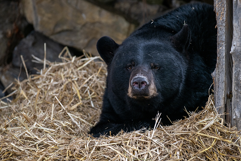 Ours noir