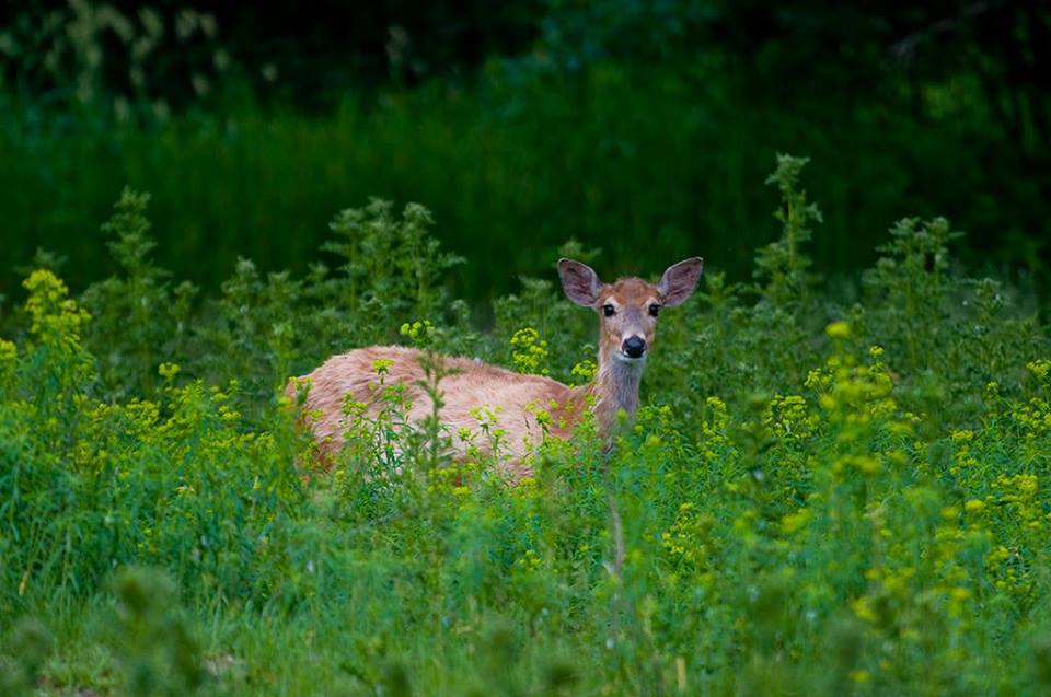 Cerf de Virginie dans l'herbe