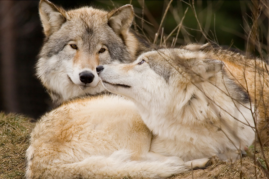 two gray wolves