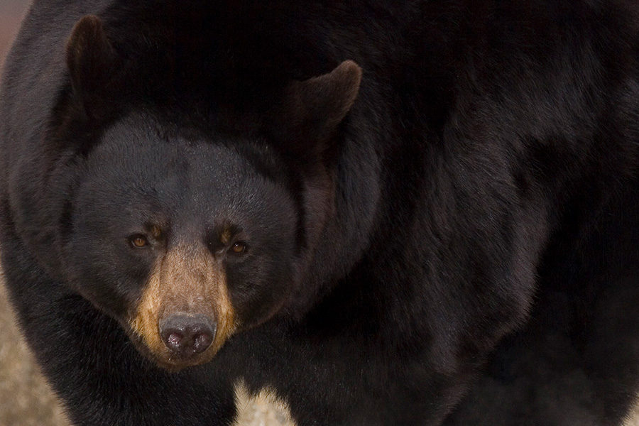 black bear