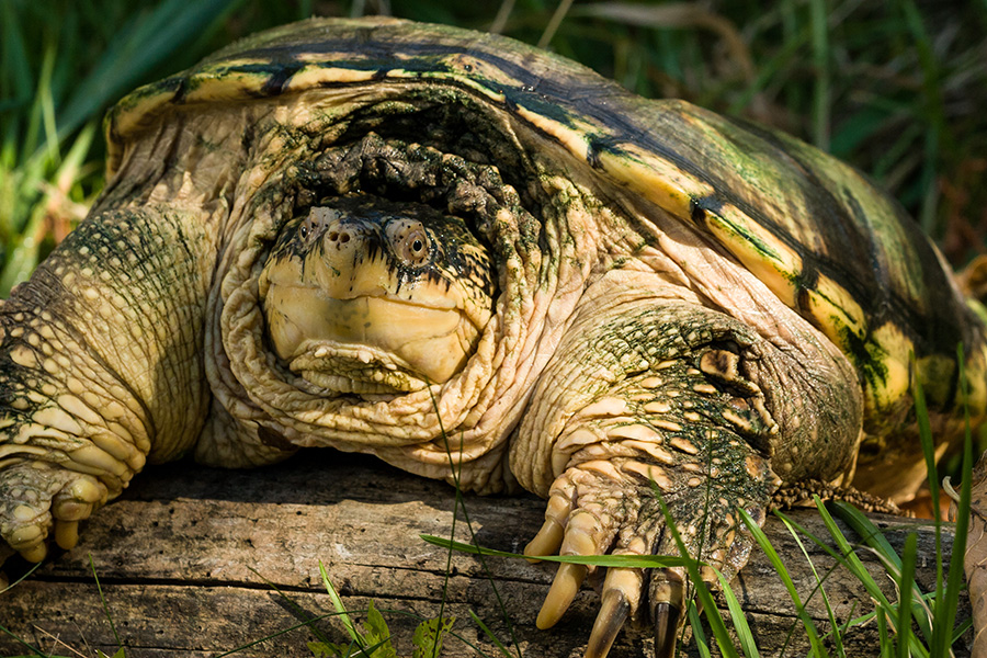 Tortue serpentine