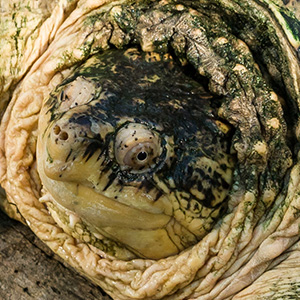 tortue serpentine