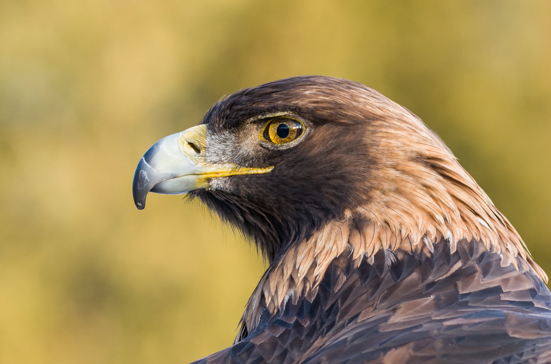 aigle de grande envergure en 6 lettres