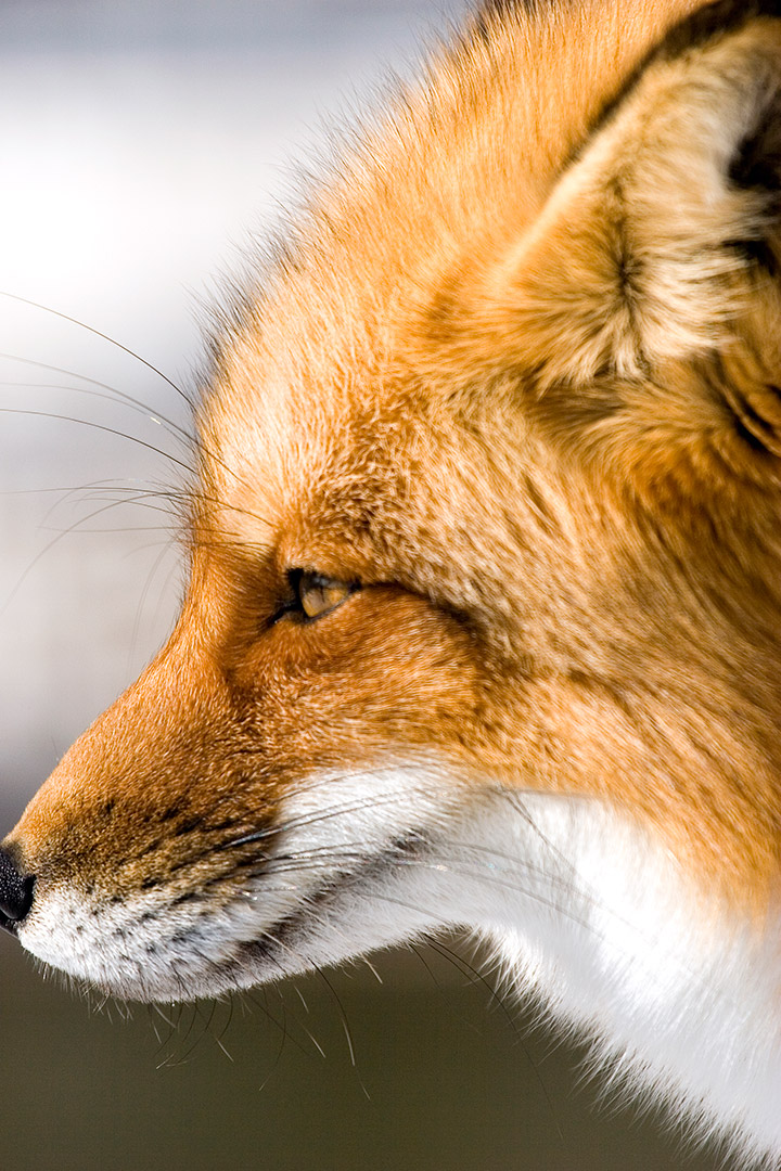 red fox profile view