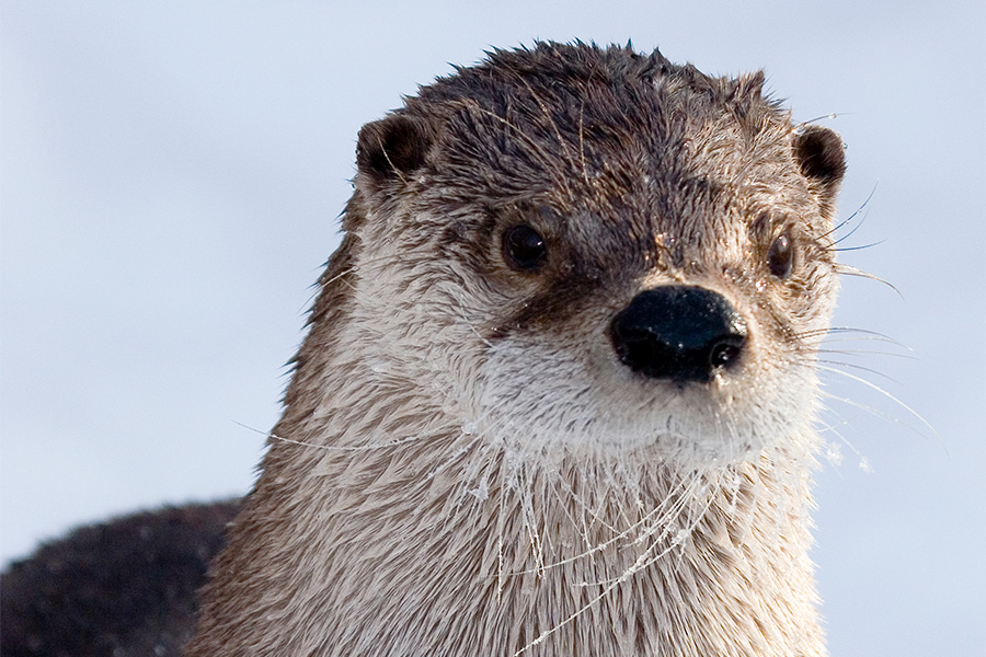 river otter