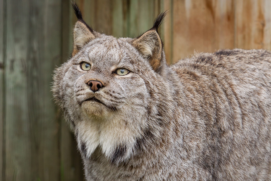 Lynx du Canada